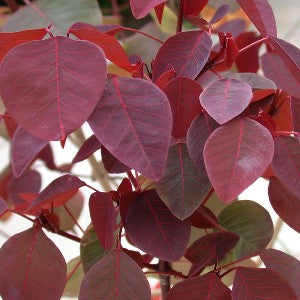 Euphorbia Cotinifolia Plant