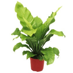 Asplenium Nidus - Bird Nest Fern Plant