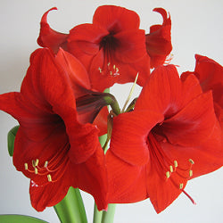 Amaryllis Lily Bulb Red (Pack of 3)