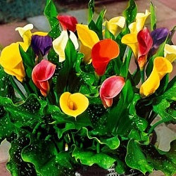 Calla Lily Bulbs (Mix Color, 3 Bulb)