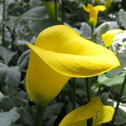 Monsoon Flower bulb buy online India at flat 50% OFF on plantsguru.com