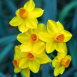 Daffodil Fragrance,Tahiti - 3 Bulbs