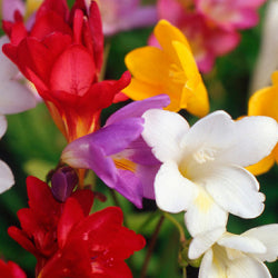 Freesia Mix - 5 Bulbs