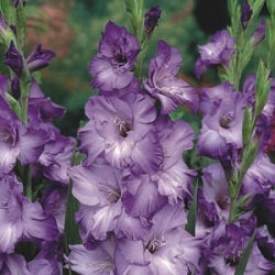 Gladiolus Blue - 4 Bulbs