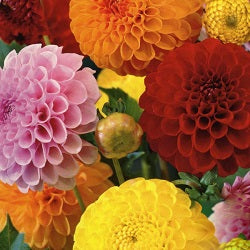 Dahlia Bulbs, Mix Color (Pack of 3 Bulb)