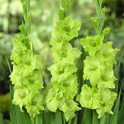 Gladiolus Bowie Green - 4 Bulbs