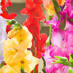 Gladiolus Mix - 6 Bulbs