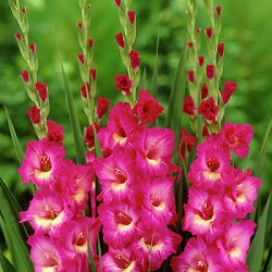 Gladiolus Fairytale Pink - 4 Bulbs