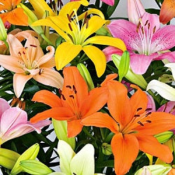 Lillium Asiatic - 5 Bulbs