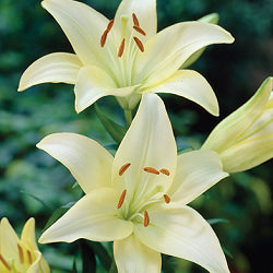 Lillium LA - 5 Bulbs