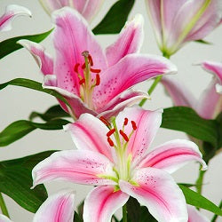 Lillium orientale - 5 Bulbs