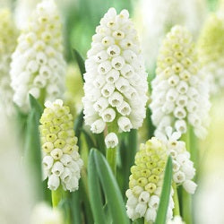 Muscari White Magic (Siberian Tiger) - Grape Hyacinth (3 Bulbs)