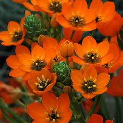 Oranithogalum Orange - Chinchirinchi, Ornithogalum (5 Bulbs)