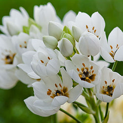 Oranithogalum White - Chinchirinchi, Ornithogalum (5 Bulbs)