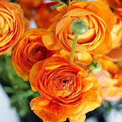 Ranunculus Bulbs (Orange, 3 Bulb)