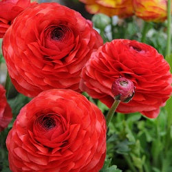 Ranunculus Bulbs (Red, 3 Bulb)