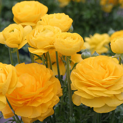 Ranunculus Bulbs (Yellow, 3 Bulb)