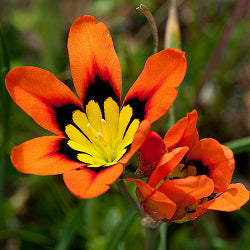 Sparaxis Tricolor - 10 Bulbs