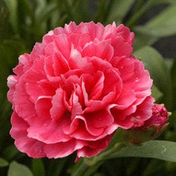 Carnation Pink