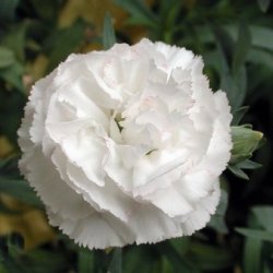 Carnation White