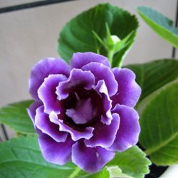 Gloxinia Blue Plant