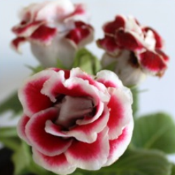 Gloxinia Red Plant