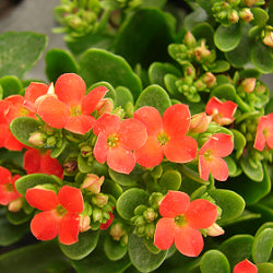 Calanchchu Orange - Kalanchoe Plant