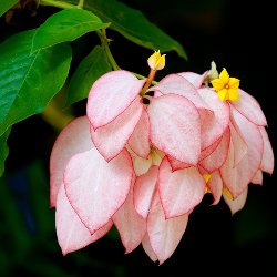 Mussaenda Pink Plant - Mussaenda erythrophylla