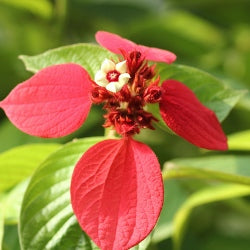 Mussaenda Red Plant - Mussaenda Erythrophylla