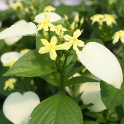 Mussaenda White Plant - Mussaenda erythrophylla, Ashanti Blood, Red Flag Bush Tropical Dogwood, Dhobi Plant