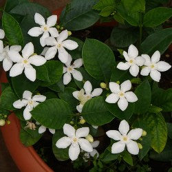 Tagar Regular Buy Srilankan Tagar Plant - Wrightia Antidysenterica online at best price