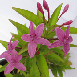 Tagar Pink Plant - Crape Jasmine, Tabernaemontana, Chandani plant