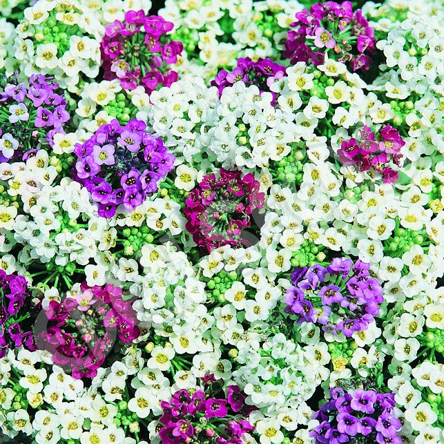 Alyssum Carpet Mixed Seeds - omaxe seeds