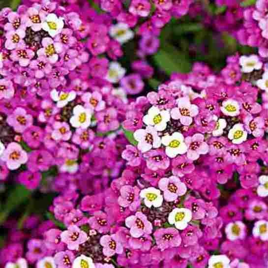 Omaxe Alyssum Rosie O Day Seeds