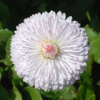Daisy white Bellis Perennis seeds - omaxe seeds