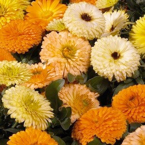 Calendula Bon Bon Mixed Seeds - omaxe seeds