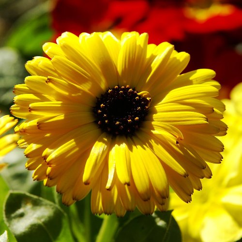 Calendula Bon Bon Yellow Seeds - omaxe seeds