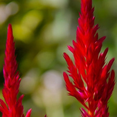 Omaxe Celosia Pulmosa Red Seeds