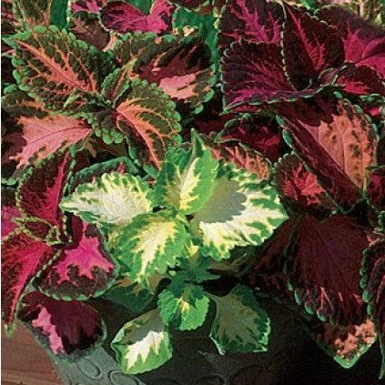 Coleus Rainbow Mixed Seeds - omaxe seeds