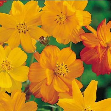 Omaxe Cosmos Bright Light Yellow Seeds