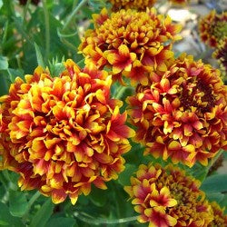 Gaillardia Finest Mixed Seeds - omaxe seeds