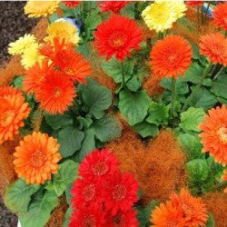 Gerbera Micro Mini Seeds - omaxe seeds