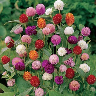 Gomphrena Globe Mixed Seeds - omaxe seeds