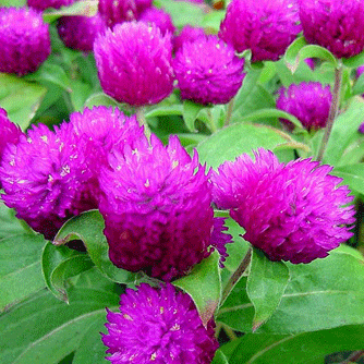 Gomphrena Purple Seeds - omaxe seeds