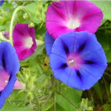 Ipomea - Morning Glory Seeds - omaxe seeds