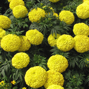 Marigold F1 Inca yellow (10 seeds) - omaxe seeds