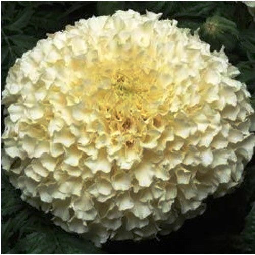 Marigold F1 Vanilla White (10 seeds) - omaxe seeds