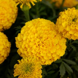 Omaxe Marigold F2 Dwarf Double Orange seeds