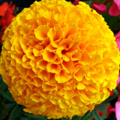 Omaxe Marigold Nana Patula Yellow seeds