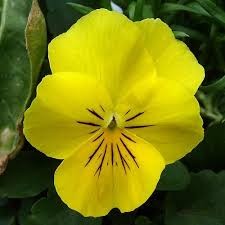 Pansy F1 Aqua Lemon (10 seeds) - omaxe seeds